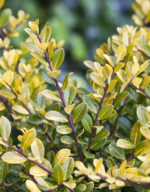 Ilex crenata 'Golden Gem'