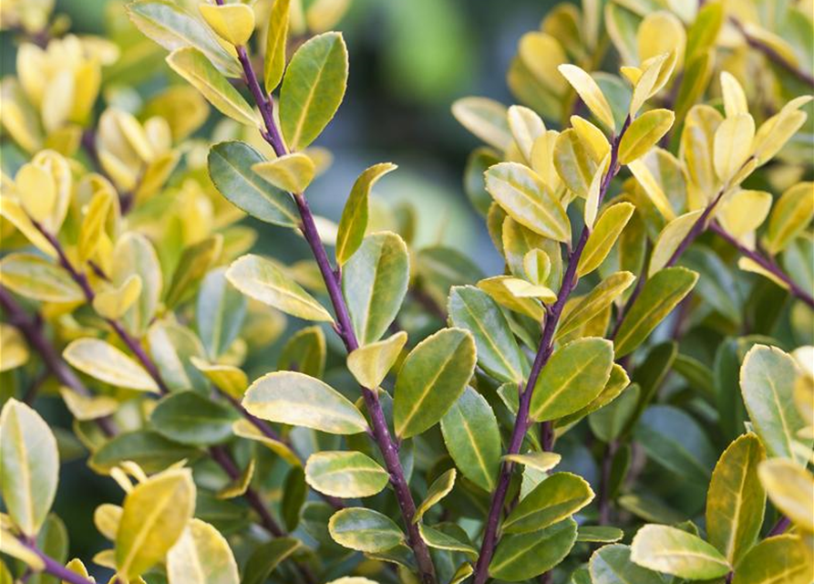 Ilex crenata 'Golden Gem'