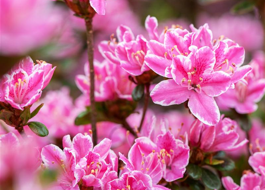 Rhododendron obtusum 'Kermesina Rose'