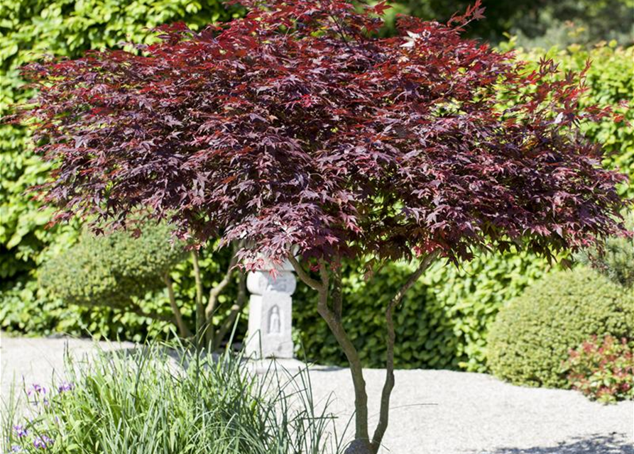 Acer palmatum 'Atropurpureum'