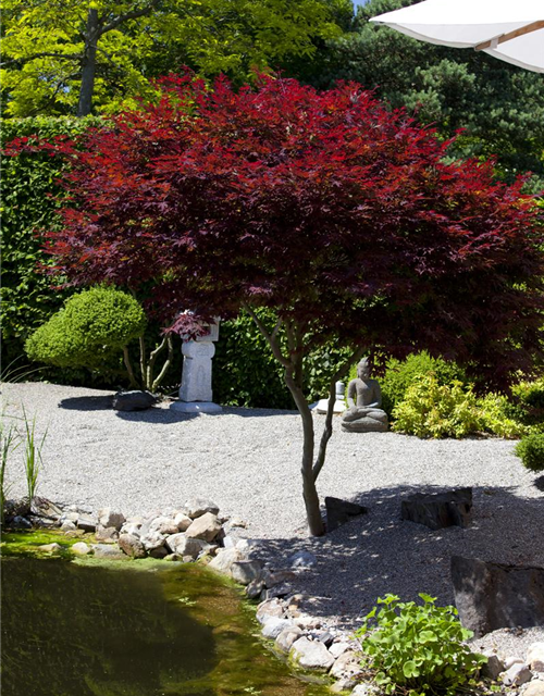 Acer palmatum 'Atropurpureum'