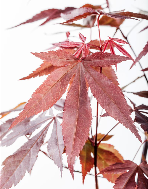 Acer palmatum 'Atropurpureum'