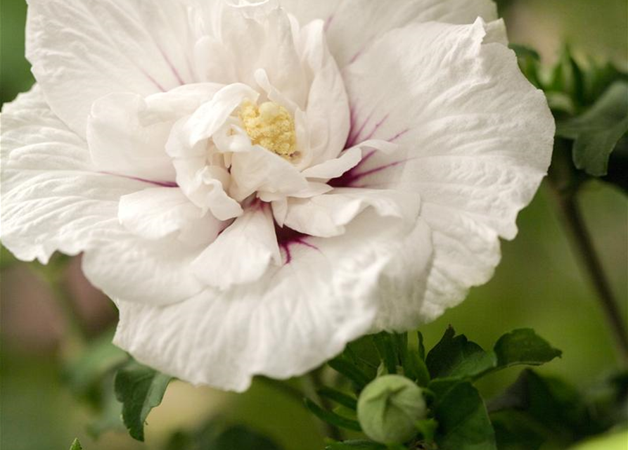 Garteneibisch 'White Chiffon'®