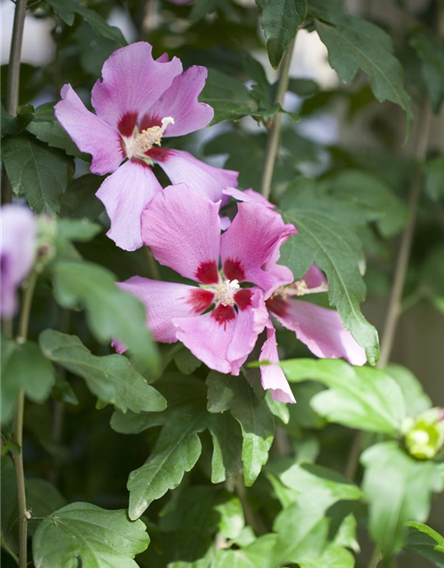 Hibiscus syriacus 'Woodbridge'