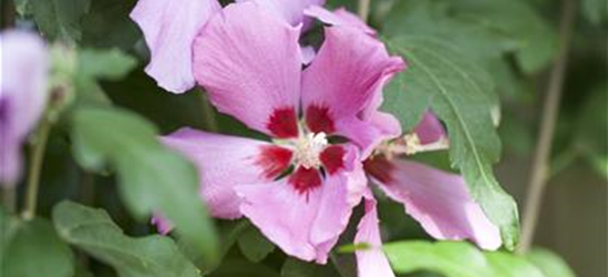 Hibiscus syriacus 'Woodbridge'