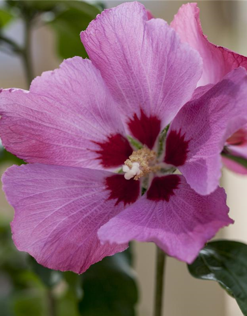 Hibiscus syriacus 'Woodbridge'