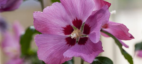 Hibiscus syriacus 'Silke'®