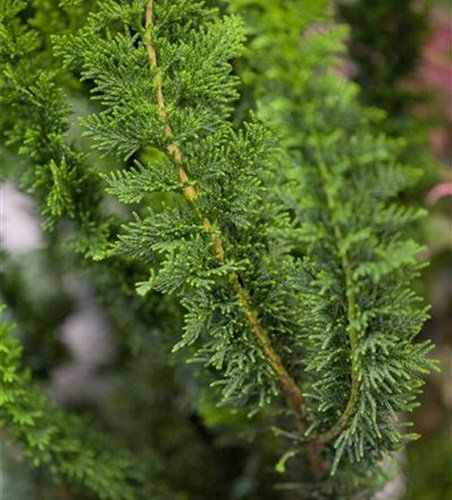 Chamaecyparis obtusa 'Teddy Bear'