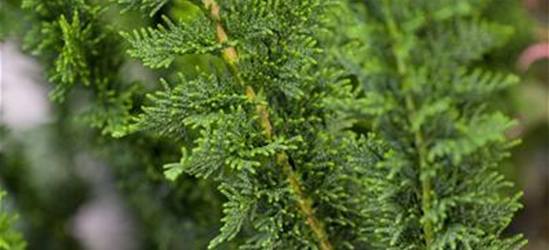 Chamaecyparis obtusa 'Teddy Bear'