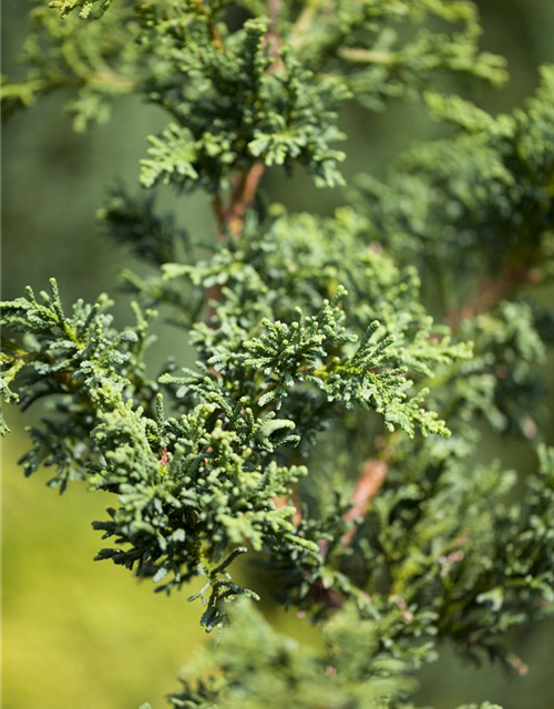 Hinoki-Scheinzypresse 'Lycopodioides'