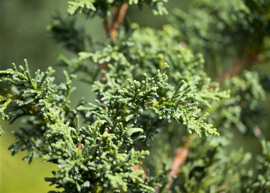 Hinoki-Scheinzypresse 'Lycopodioides'