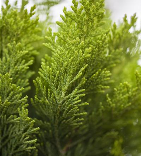 Chamaecyparis lawsoniana 'Minima Aurea'