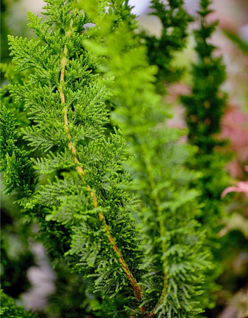 Chamaecyparis obtusa 'Teddy Bear'