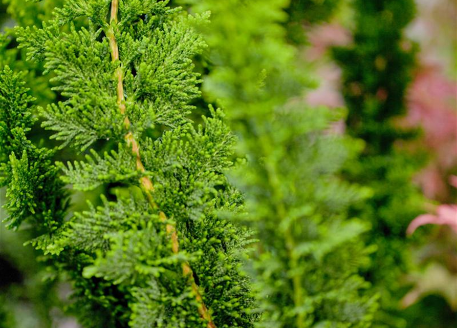 Chamaecyparis obtusa 'Teddy Bear'