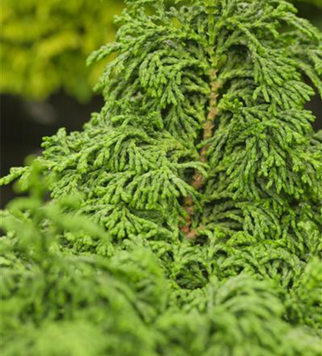 Chamaecyparis obtusa 'Maureen'