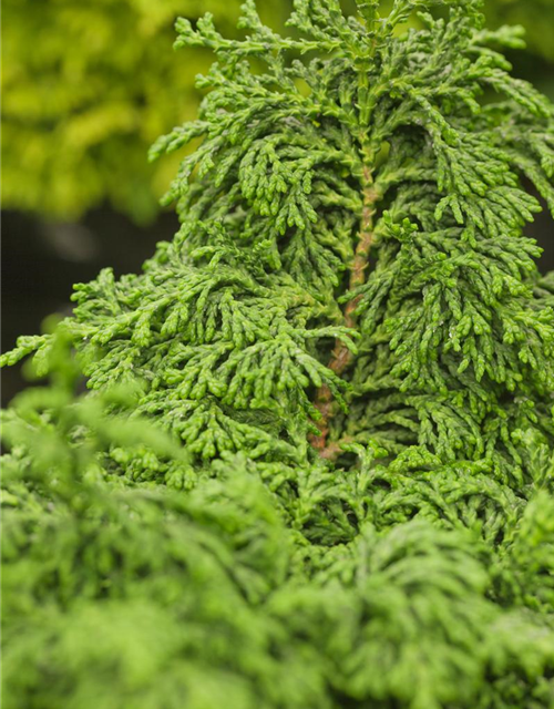 Chamaecyparis obtusa 'Maureen'