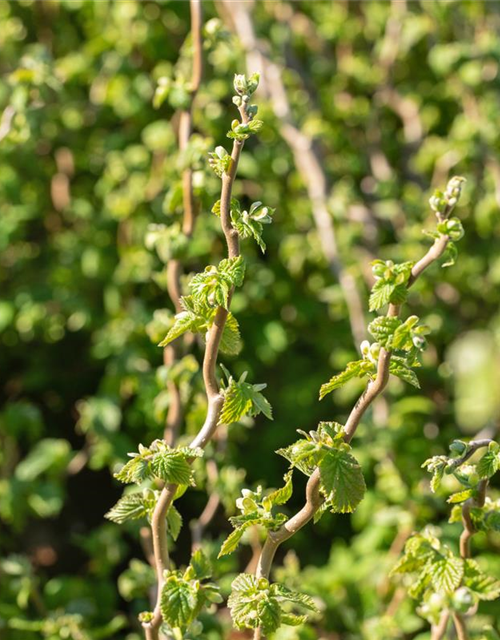 Corylus avellana 'Twister'