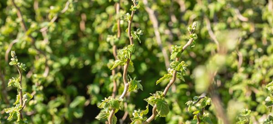 Corylus avellana 'Twister'