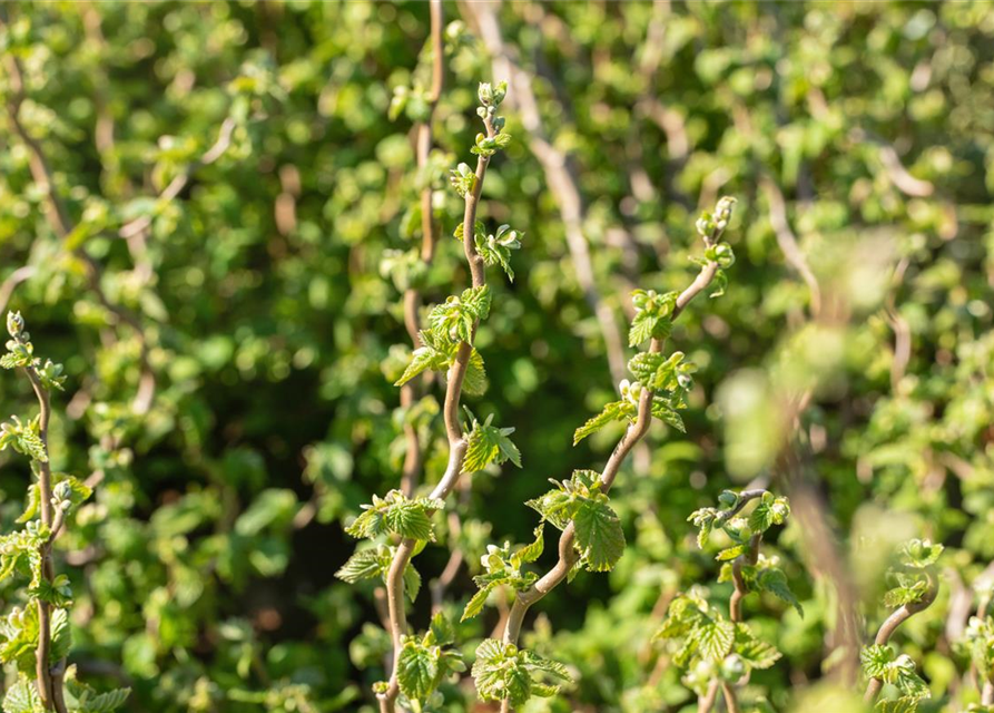 Corylus avellana 'Twister'