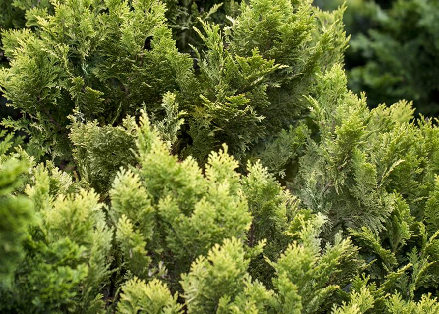 Chamaecyparis lawsoniana 'Minima Aurea'