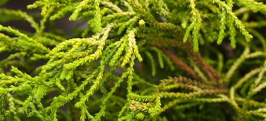 Chamaecyparis obtusa 'Tsatsumi Gold'