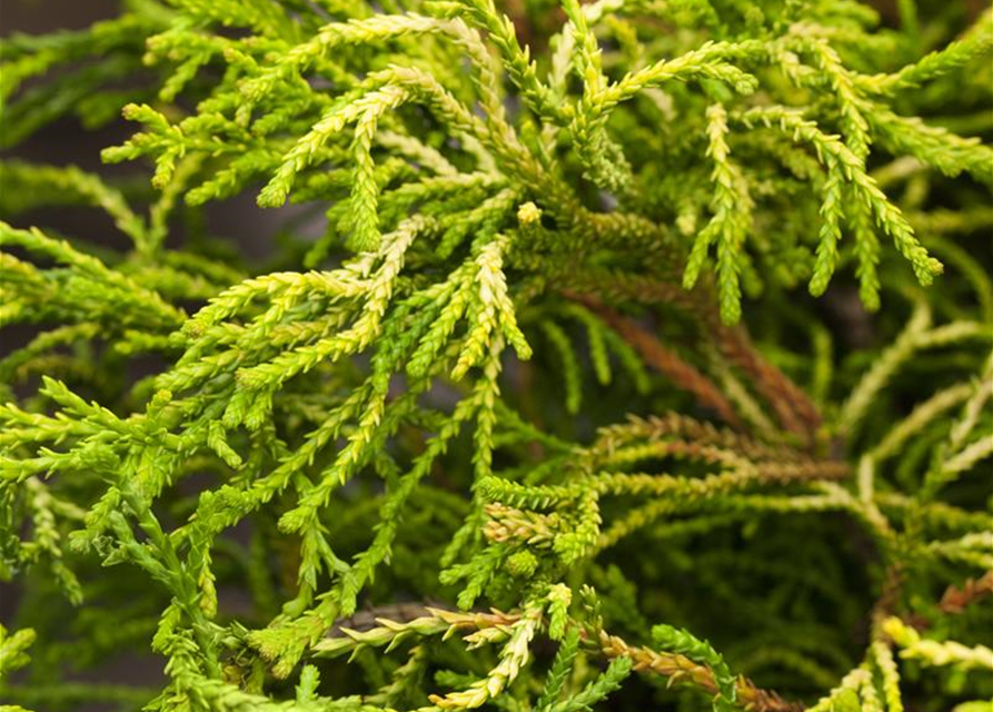 Chamaecyparis obtusa 'Tsatsumi Gold'