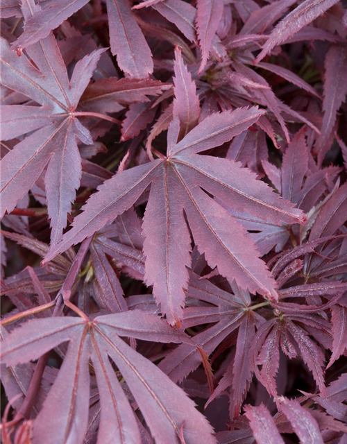 R Acer palmatum 'Shaina'