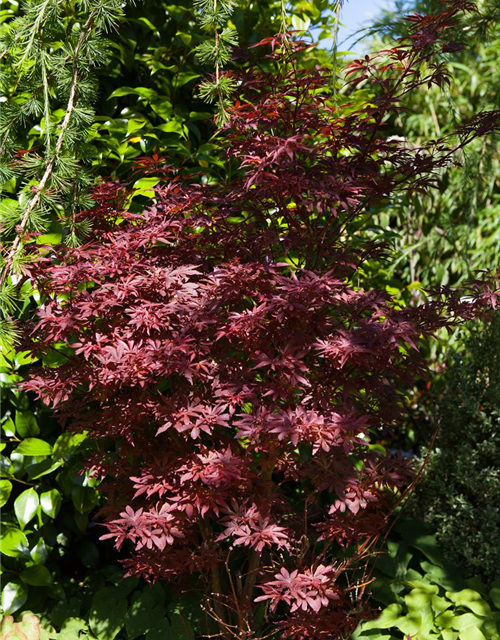 R Acer palmatum 'Shaina'