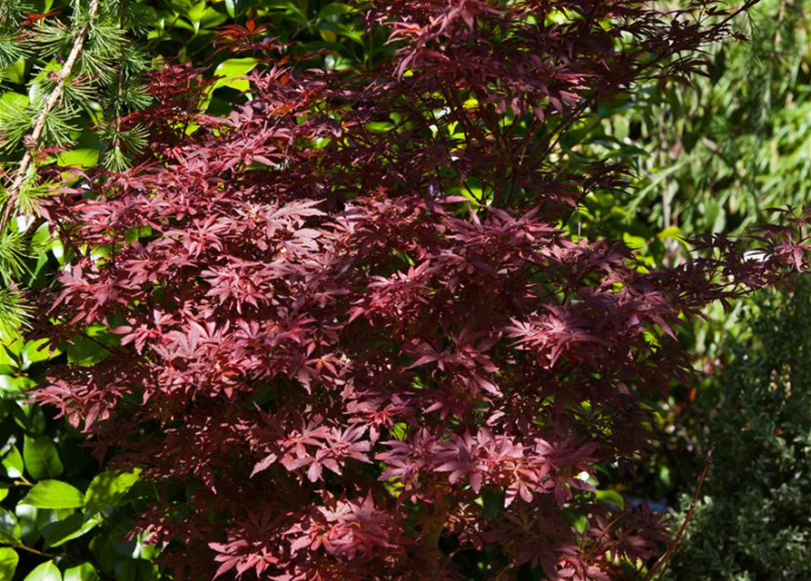 R Acer palmatum 'Shaina'