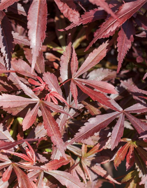 R Acer palmatum 'Shaina'