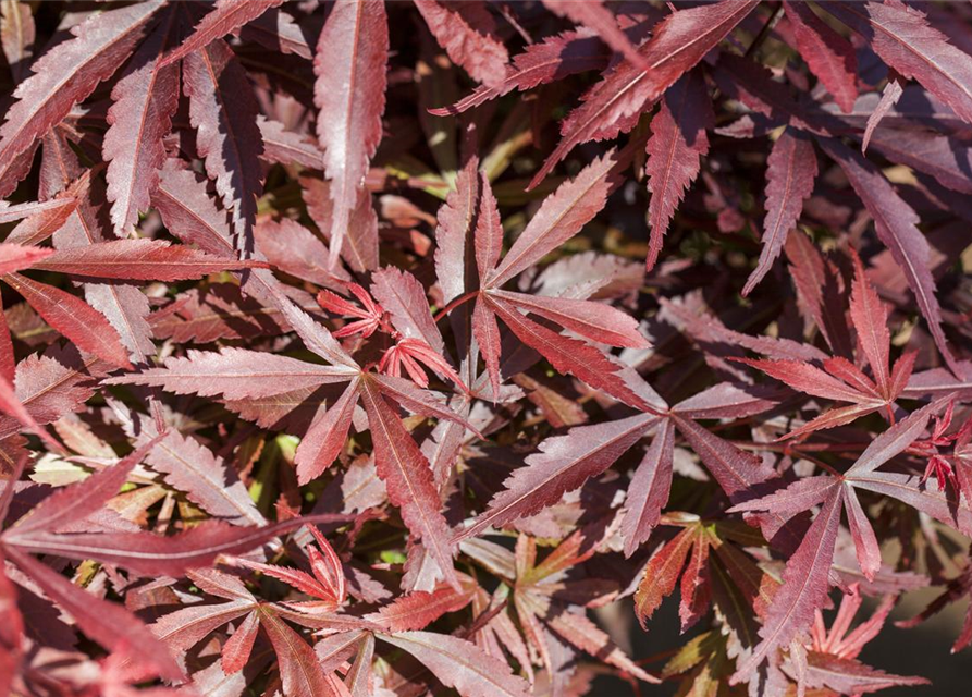 R Acer palmatum 'Shaina'