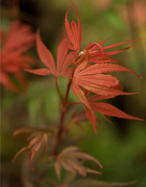 R Acer palmatum 'Shaina'