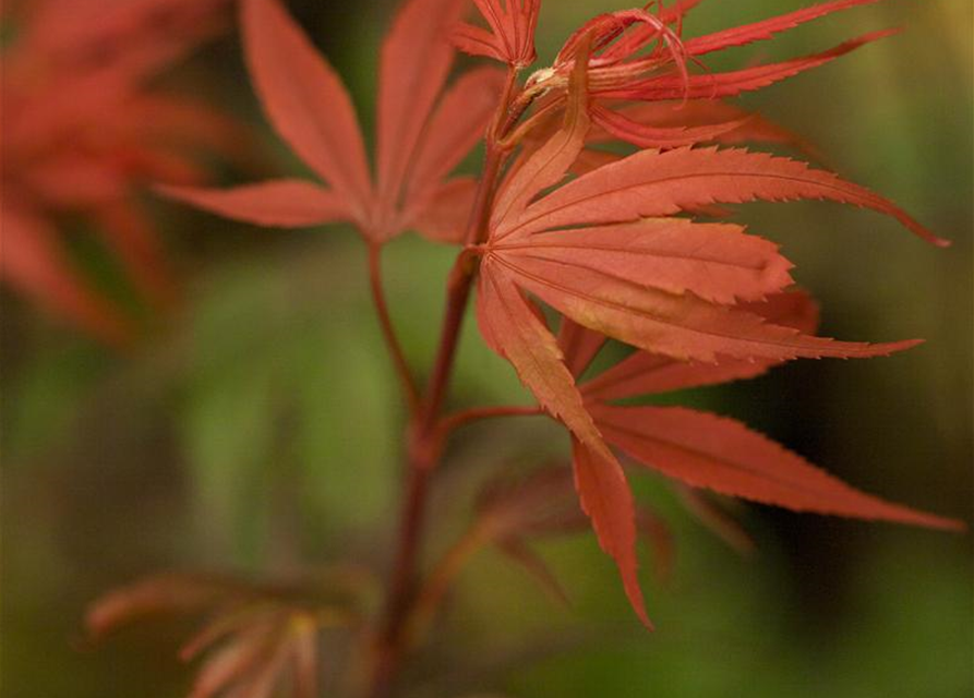 R Acer palmatum 'Shaina'