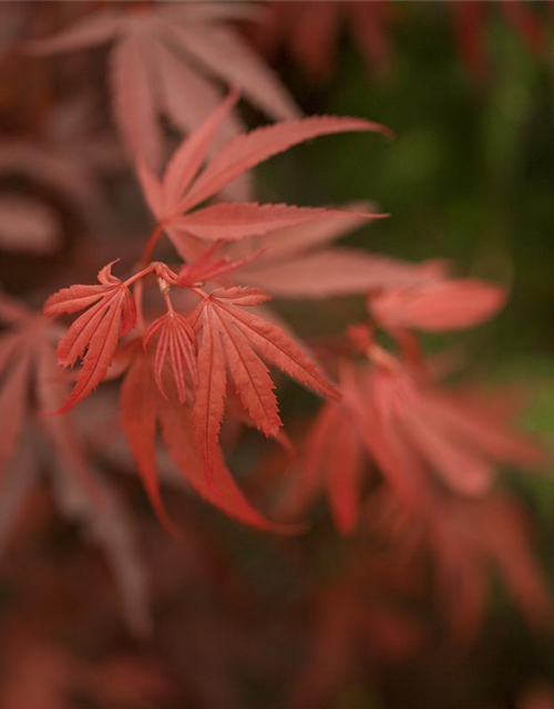 R Acer palmatum 'Shaina'