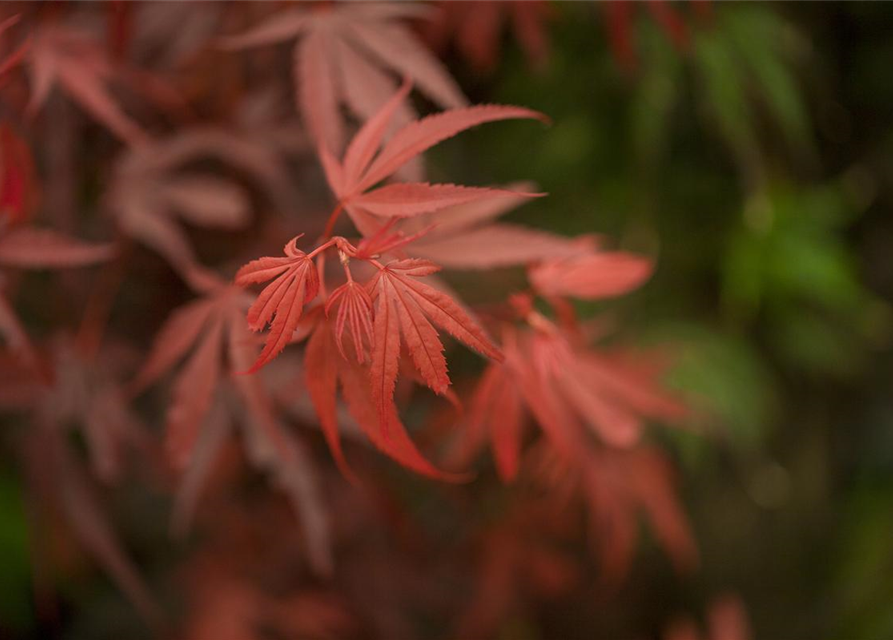 R Acer palmatum 'Shaina'