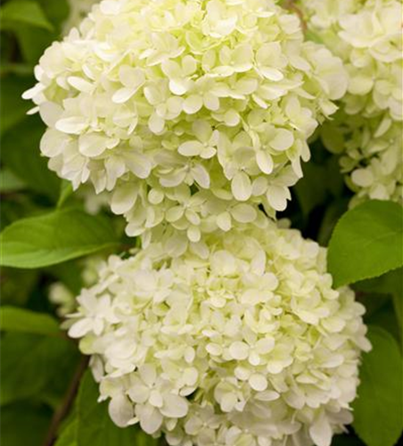 Hydrangea paniculata 'Limelight'(S)