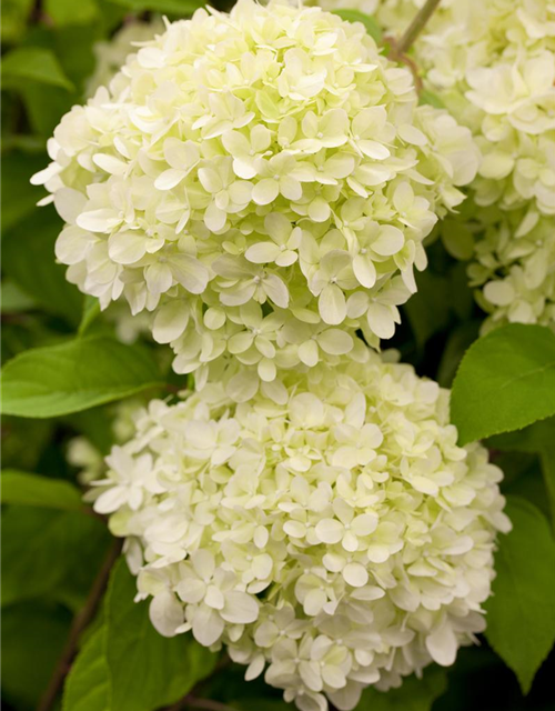 Hydrangea paniculata 'Limelight'(S)