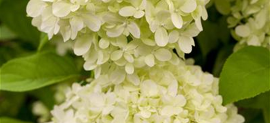 Hydrangea paniculata 'Limelight'(S)