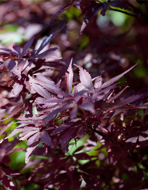 R Acer palmatum 'Shaina'