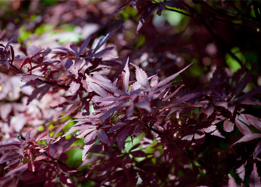 R Acer palmatum 'Shaina'