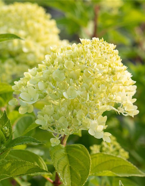 Hydrangea paniculata 'Limelight'(S)