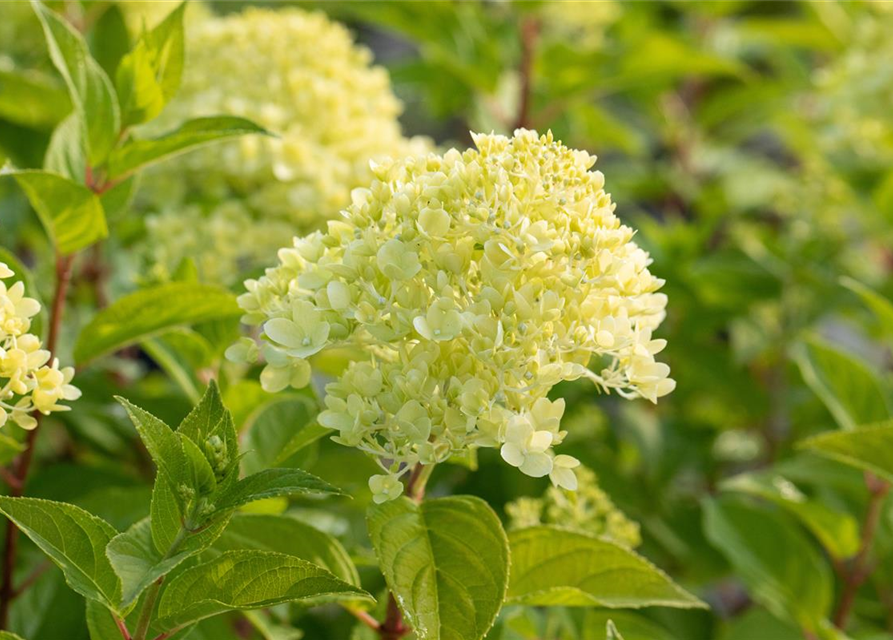 Hydrangea paniculata 'Limelight'(S)