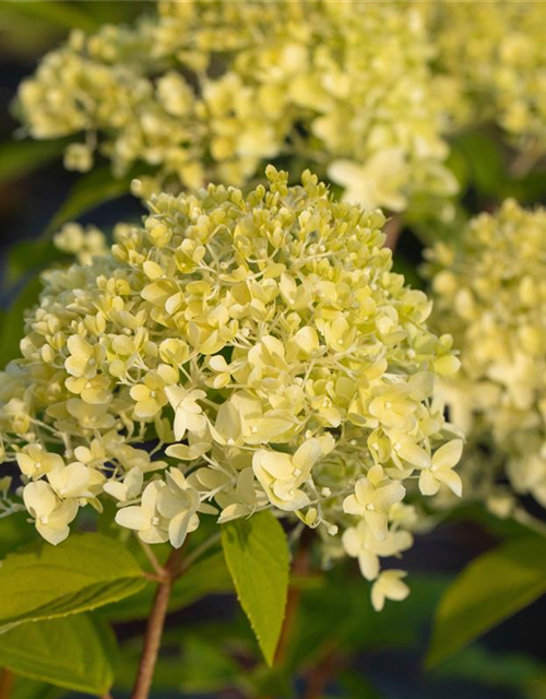 Hydrangea paniculata 'Limelight'(S)