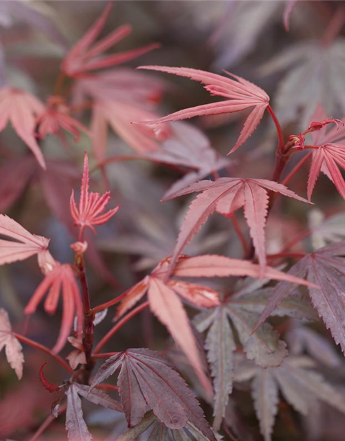 R Acer palmatum 'Shaina'