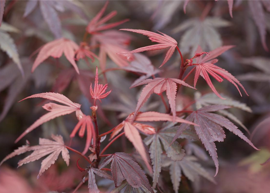 R Acer palmatum 'Shaina'