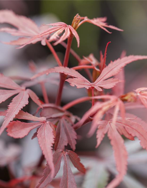 R Acer palmatum 'Shaina'