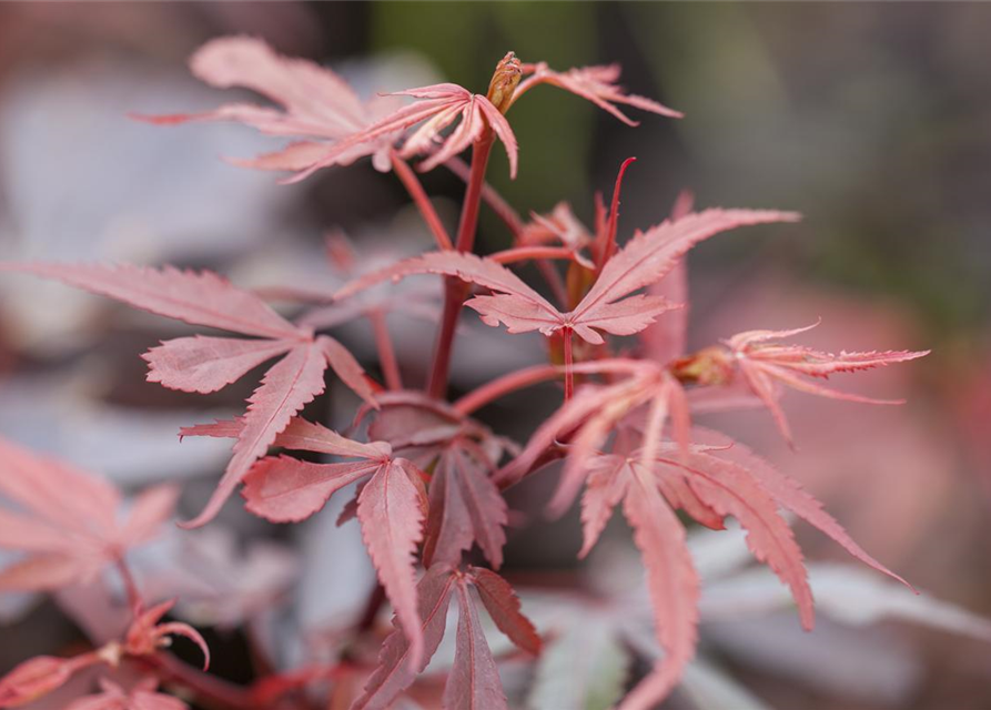 R Acer palmatum 'Shaina'