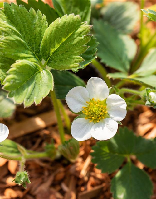 4-Monatserdbeere 'Lucky Berry'®