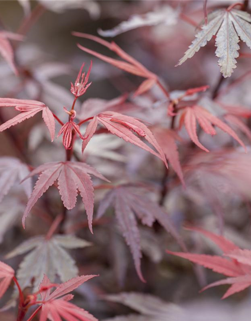 R Acer palmatum 'Shaina'