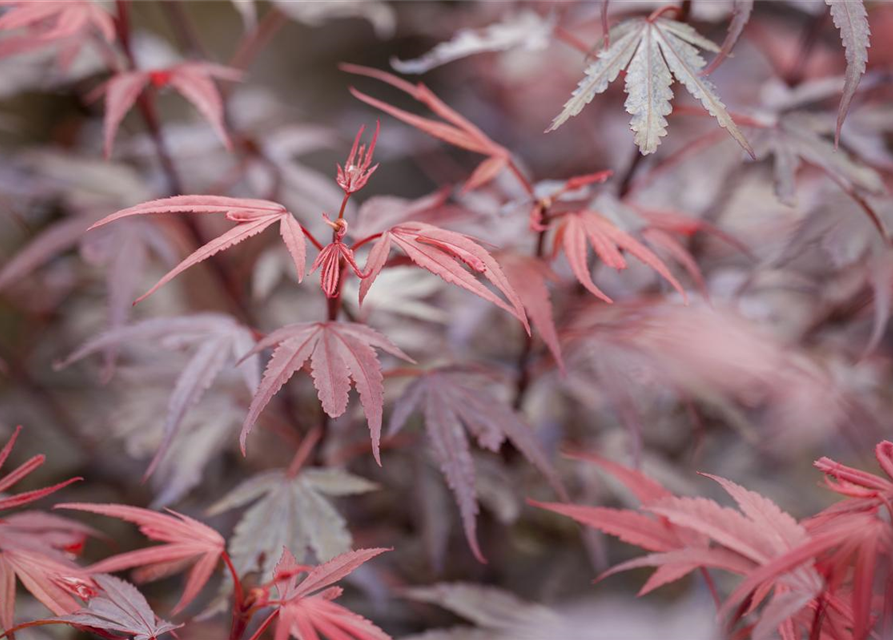 R Acer palmatum 'Shaina'